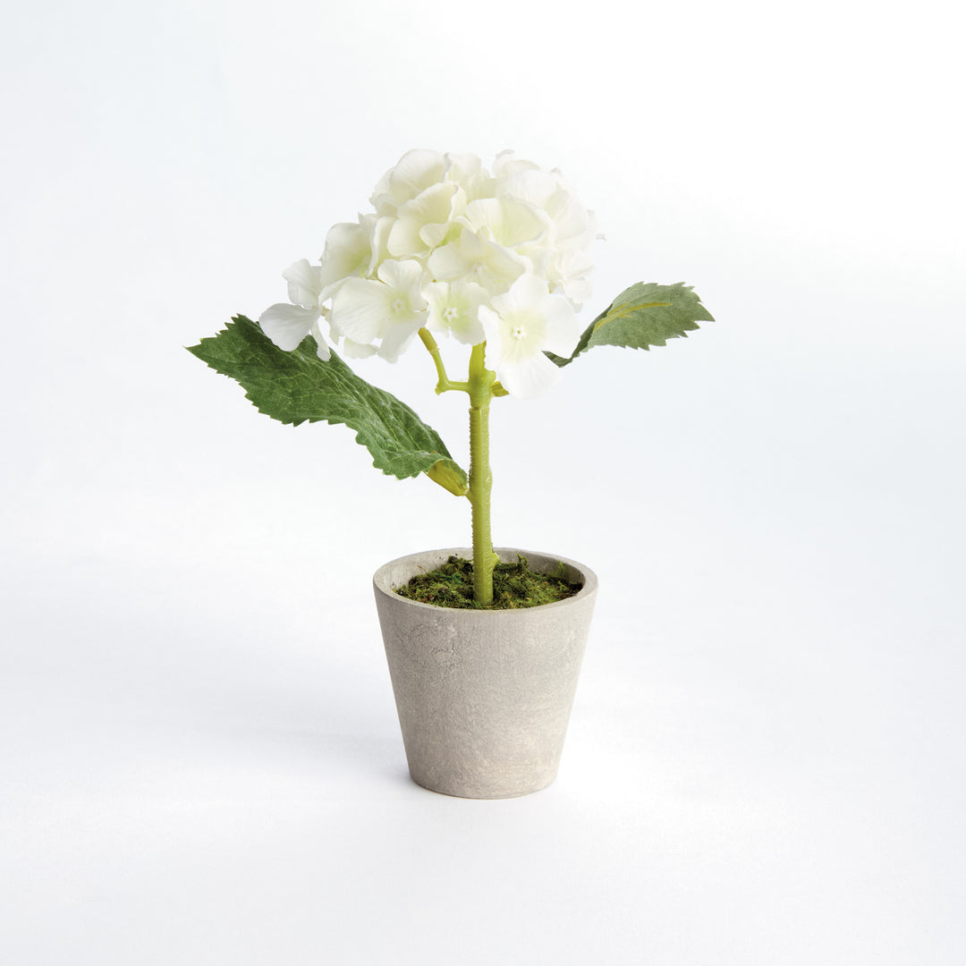 MINI HYDRANGEA POTTED 8", SET OF 4 - White