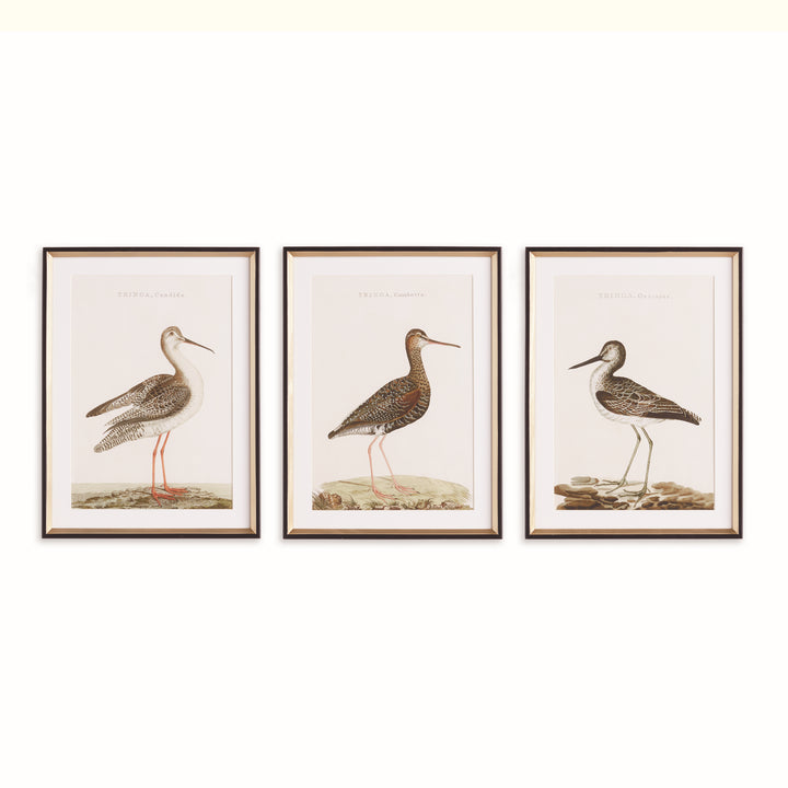 WANDERING BIRDS STUDY, SET OF 3