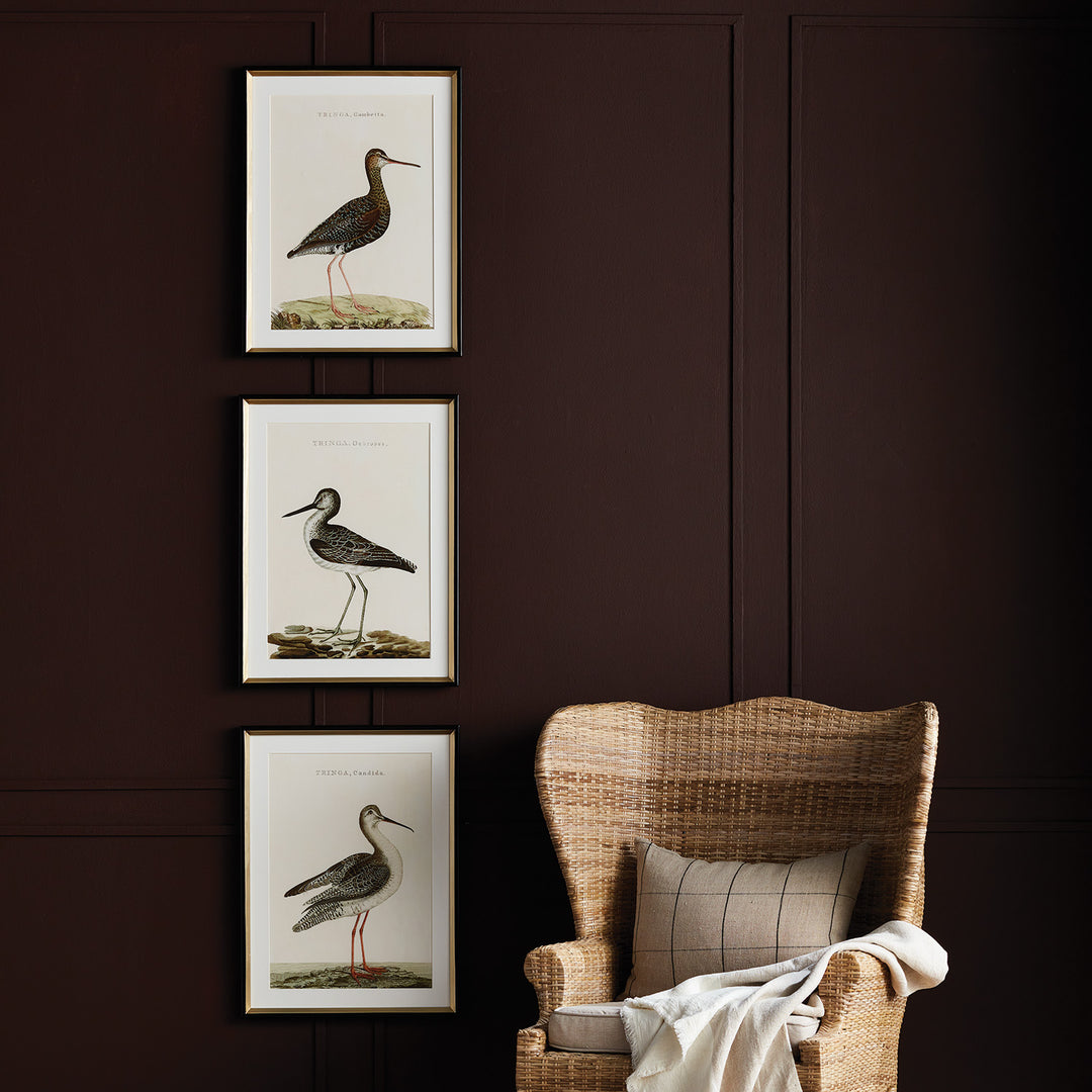 WANDERING BIRDS STUDY, SET OF 3