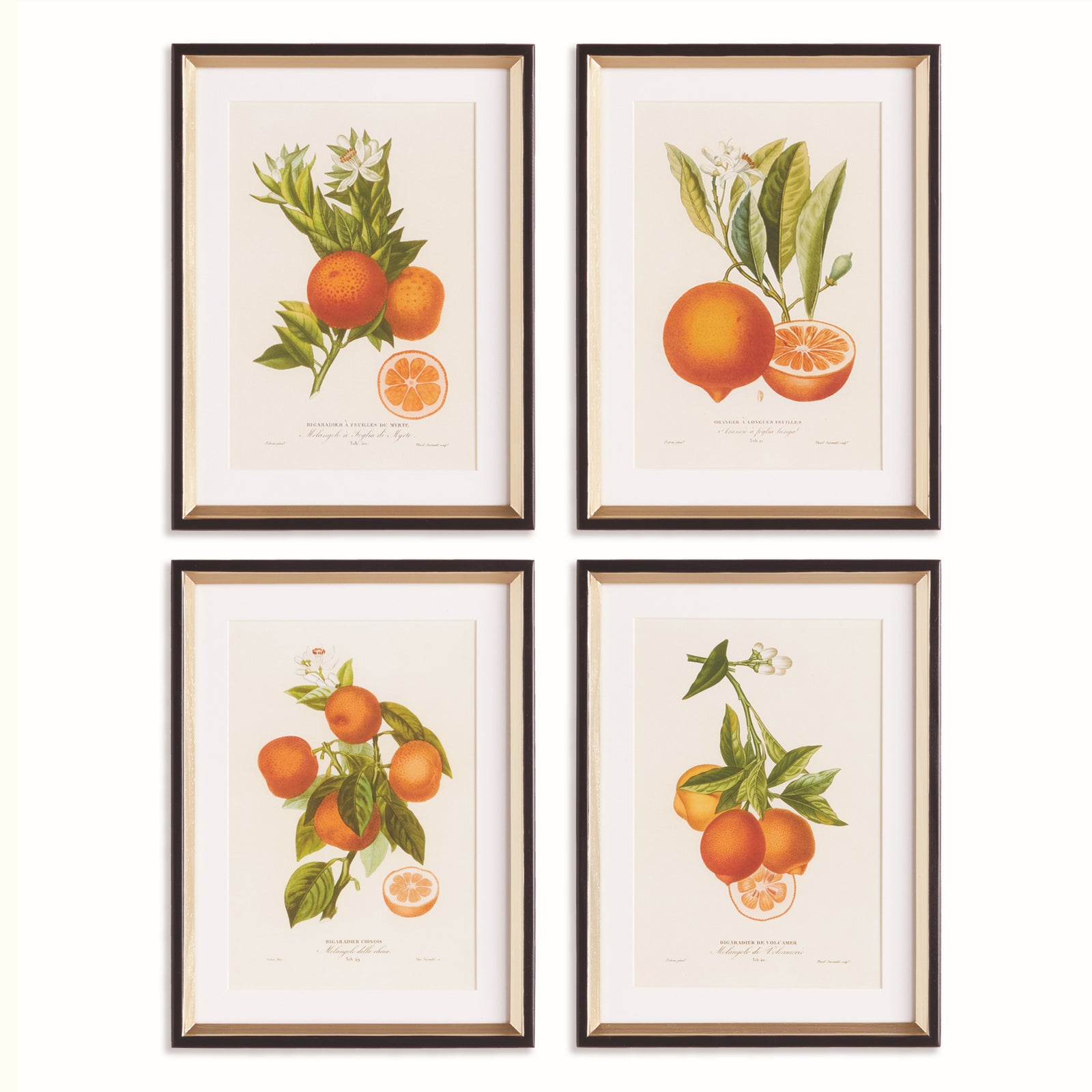 CITRUS CUTTINGS STUDY, SET OF 4