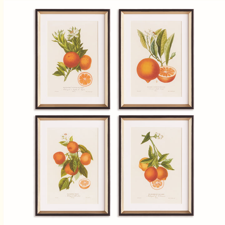 CITRUS CUTTINGS STUDY, SET OF 4