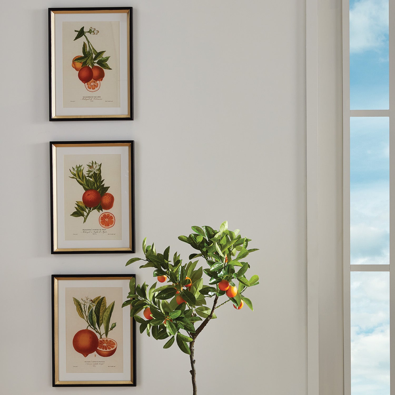 CITRUS CUTTINGS STUDY, SET OF 4