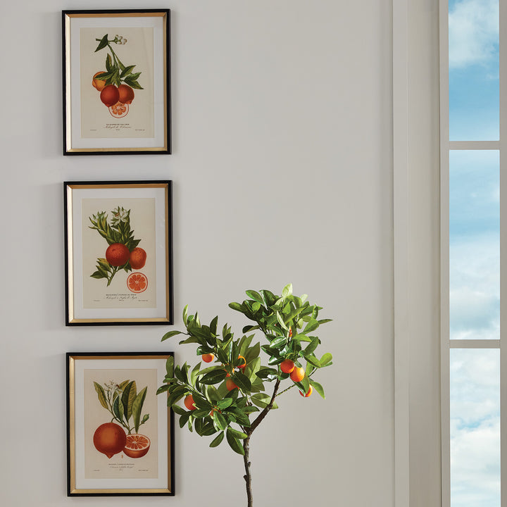 CITRUS CUTTINGS STUDY, SET OF 4