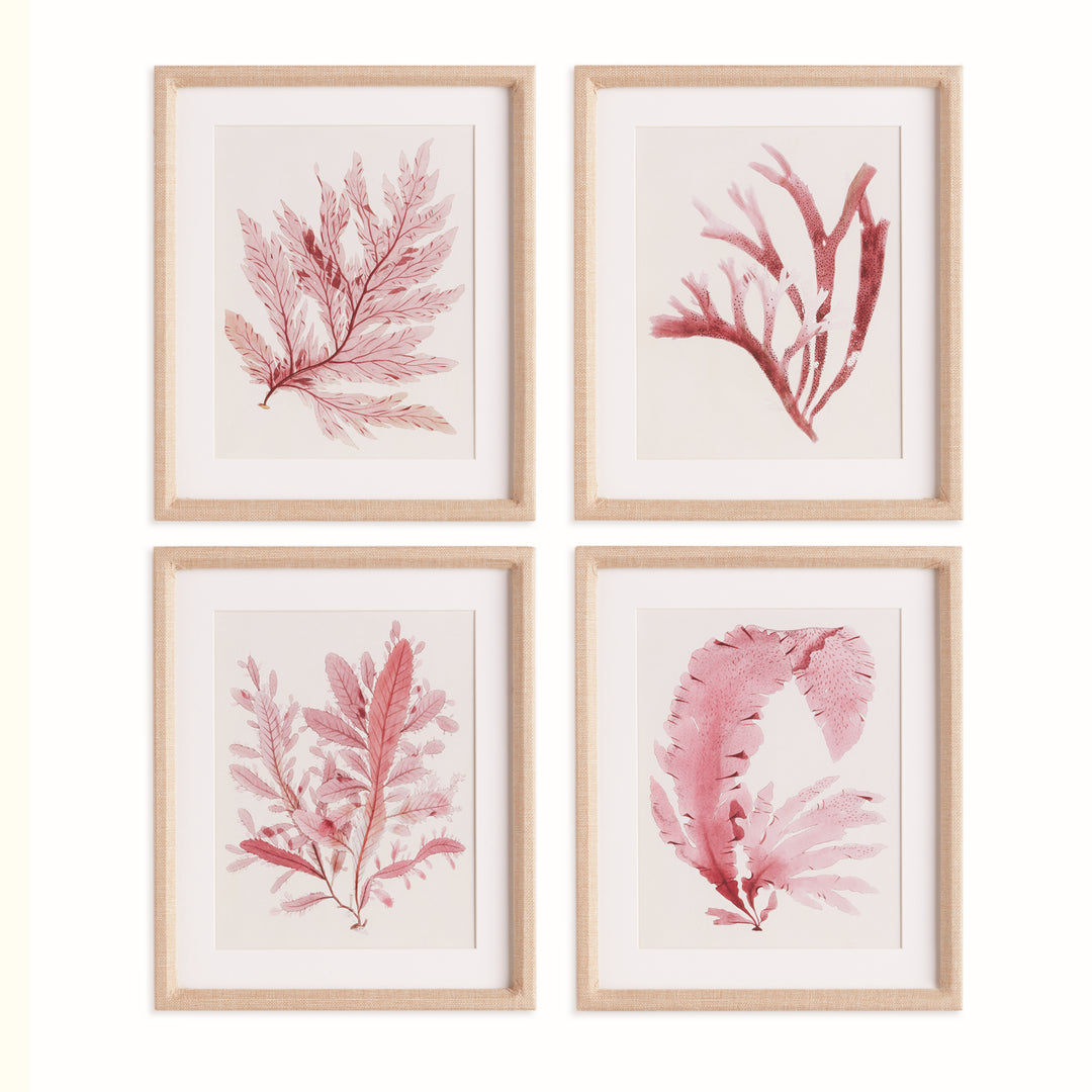 WATERCOLOR SEAWEED PRINTS, SET OF 4