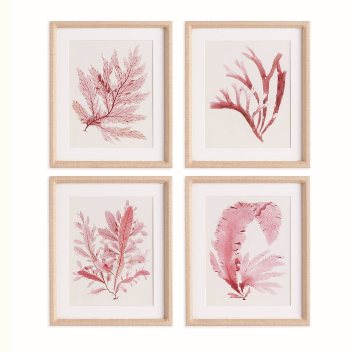 WATERCOLOR SEAWEED PRINTS, SET OF 4