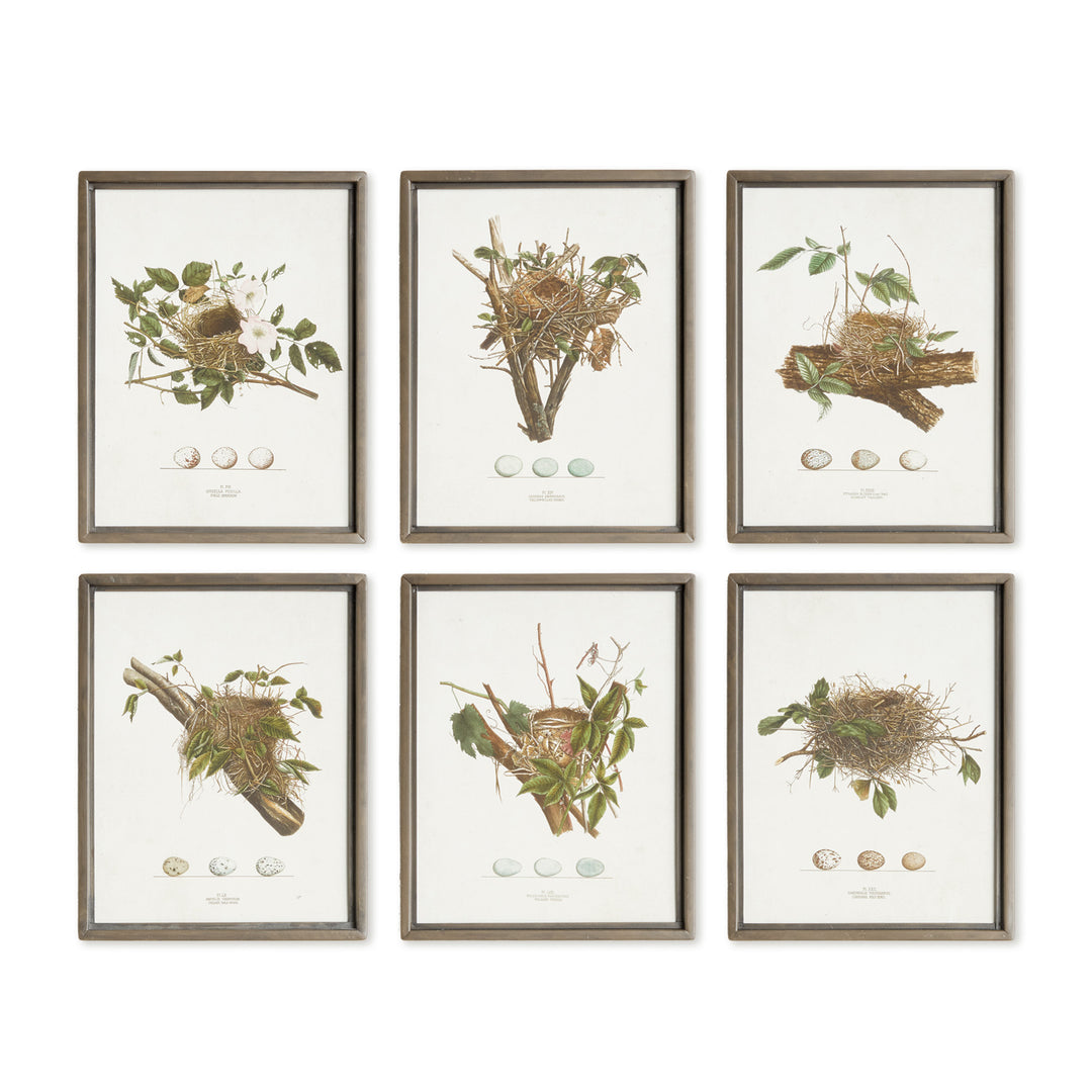 ASSORTED BIRD NEST STUDY ST/6