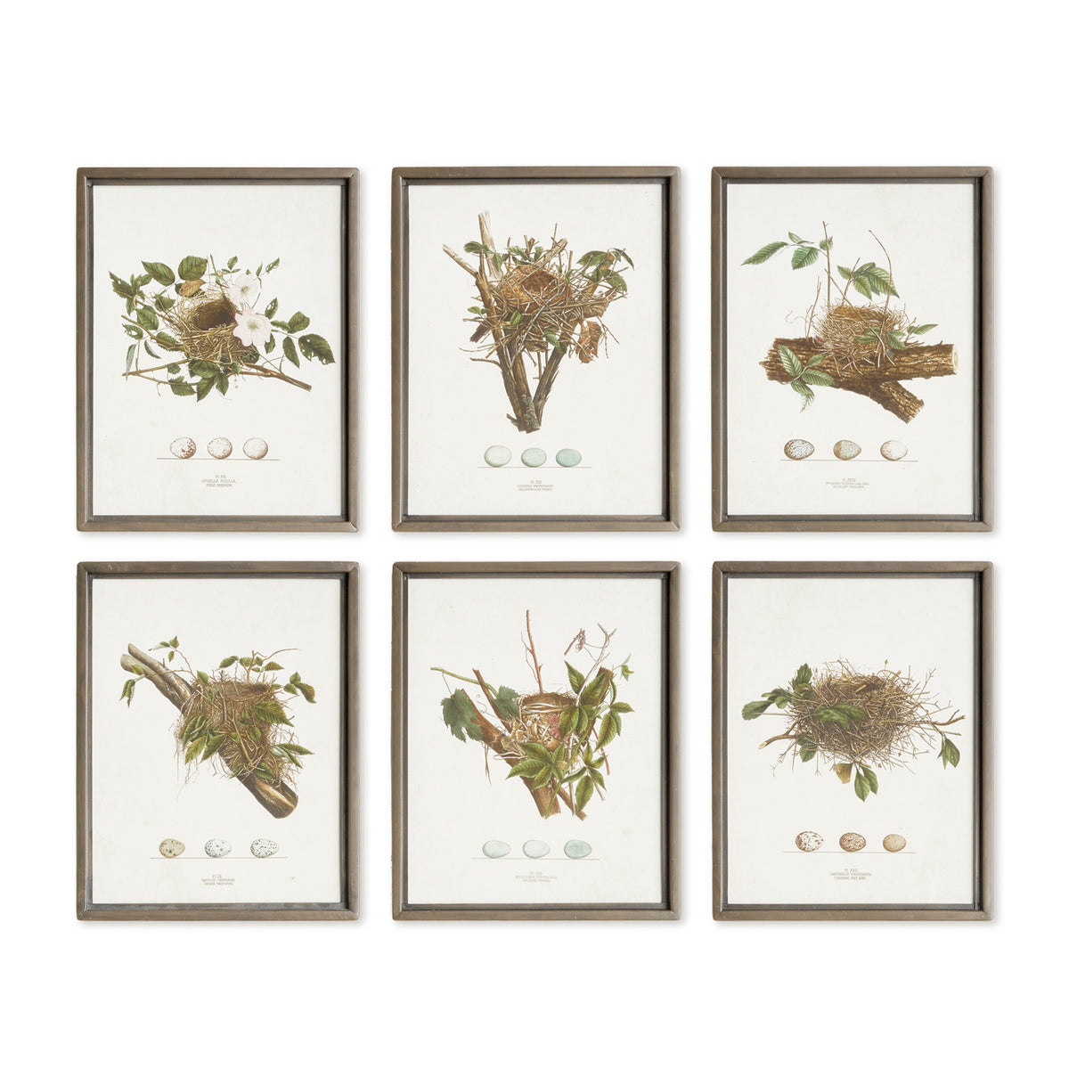 ASSORTED BIRD NEST STUDY ST/6
