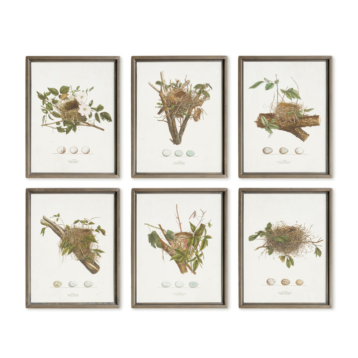 ASSORTED BIRD NEST STUDY ST/6