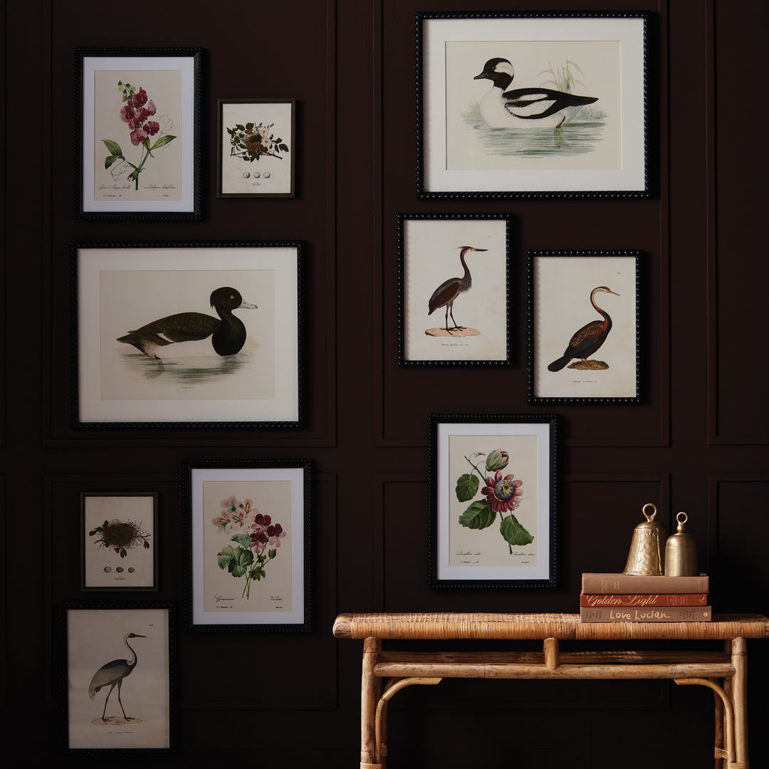 ASSORTED BIRD NEST STUDY ST/6