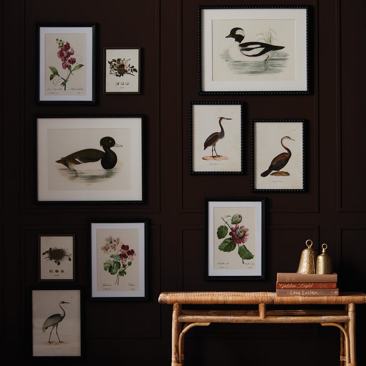 ASSORTED BIRD NEST STUDY ST/6