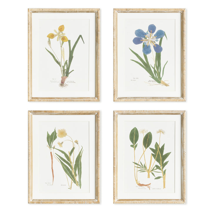 ASSORTED PRESSED FLOWER STUDY ST/4