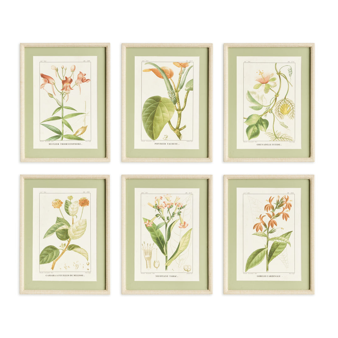 ASSORTED BLOOMING PLANT STUDY ST/6