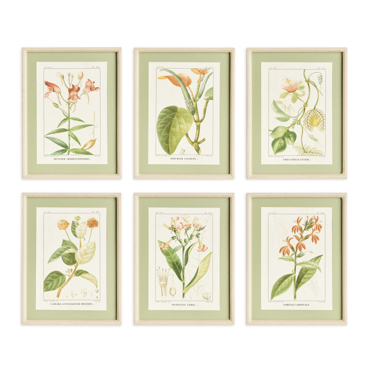 ASSORTED BLOOMING PLANT STUDY ST/6