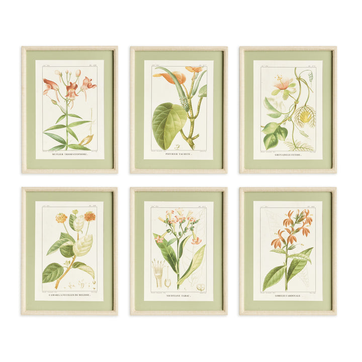 ASSORTED BLOOMING PLANT STUDY ST/6