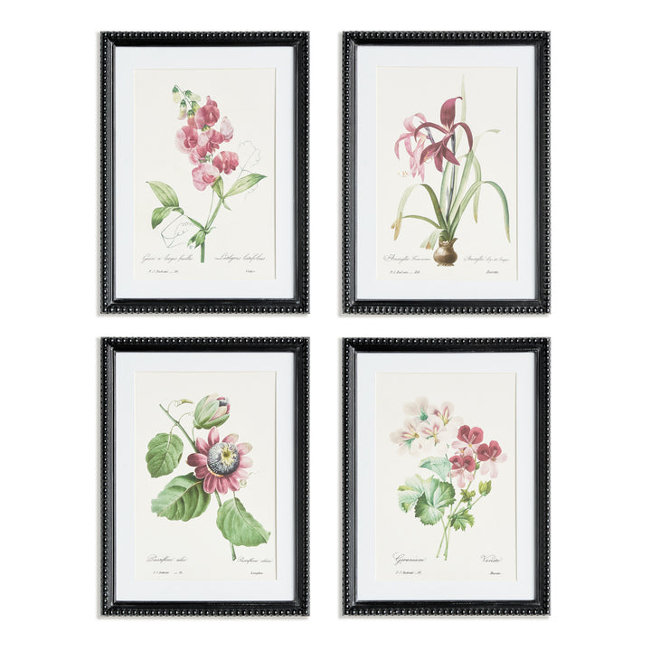 BLUSH BLOOMS STUDY ST/4