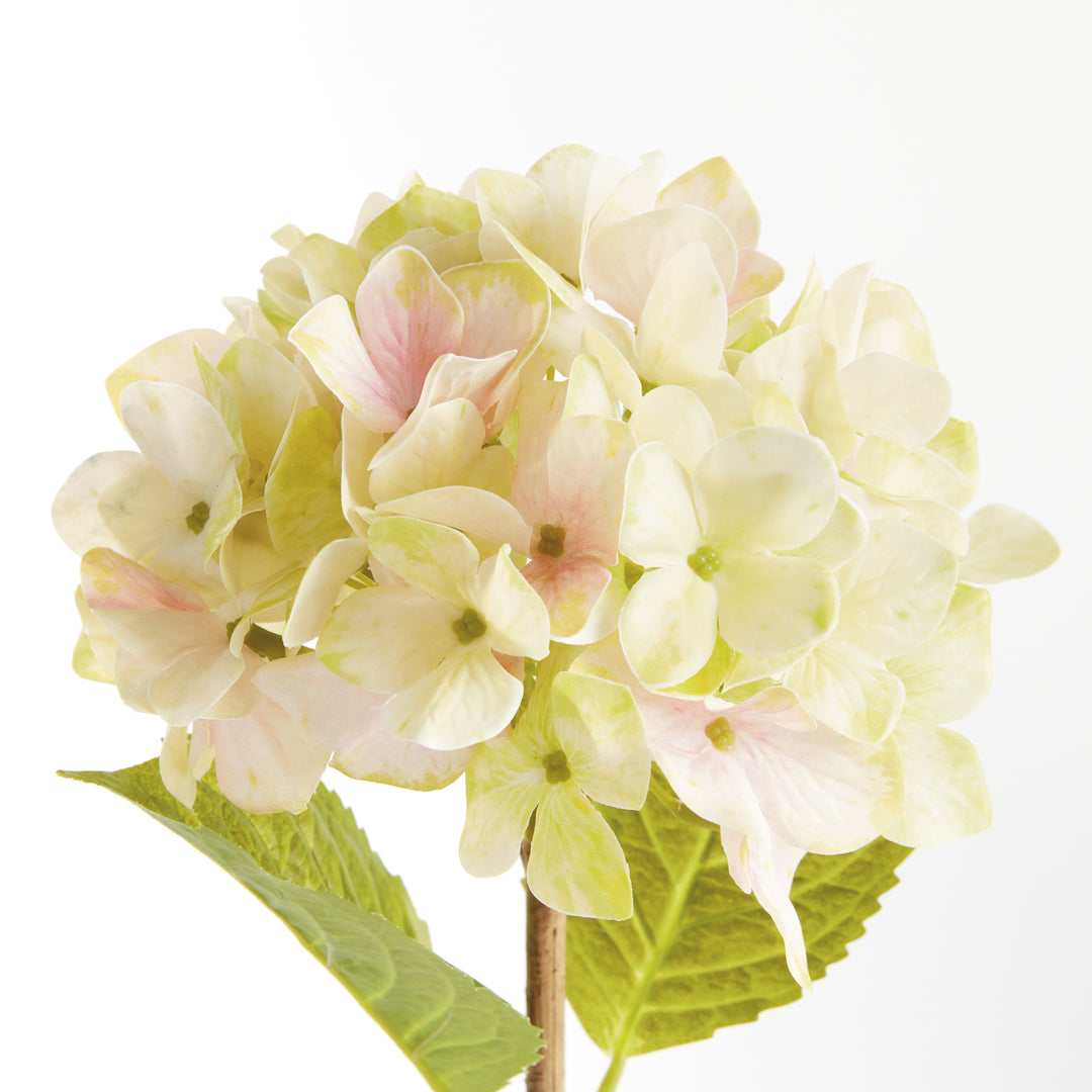 HYDRANGEA STEMS 18", SET OF 6 - Light Green