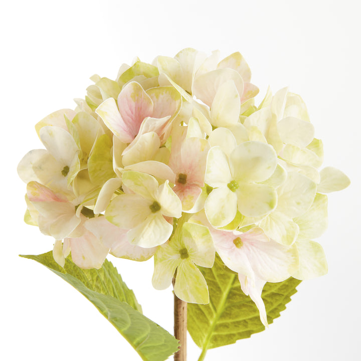 HYDRANGEA STEMS 18", SET OF 6 - Light Green