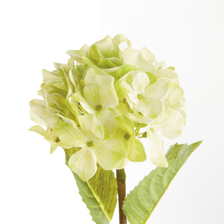 HYDRANGEA STEMS 18", SET OF 6 - Green