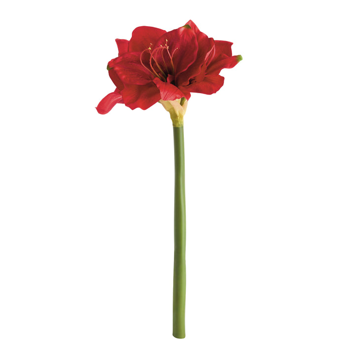 AMARYLLIS STEMS ST/2 - Red