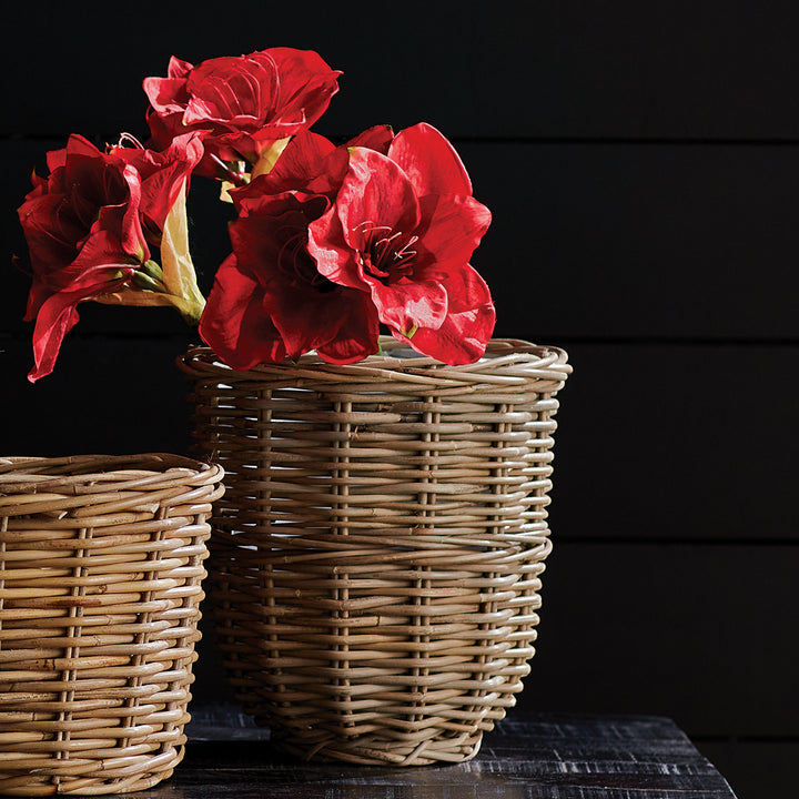 AMARYLLIS STEMS ST/2 - Red