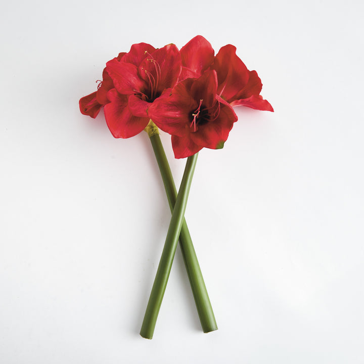 AMARYLLIS STEMS ST/2 - Red