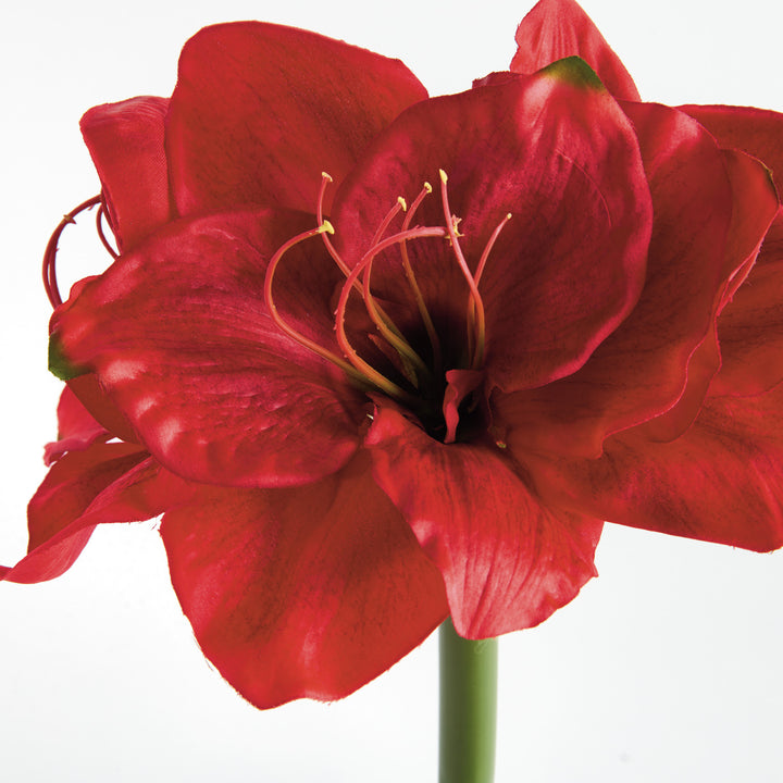 AMARYLLIS STEMS ST/2 - Red