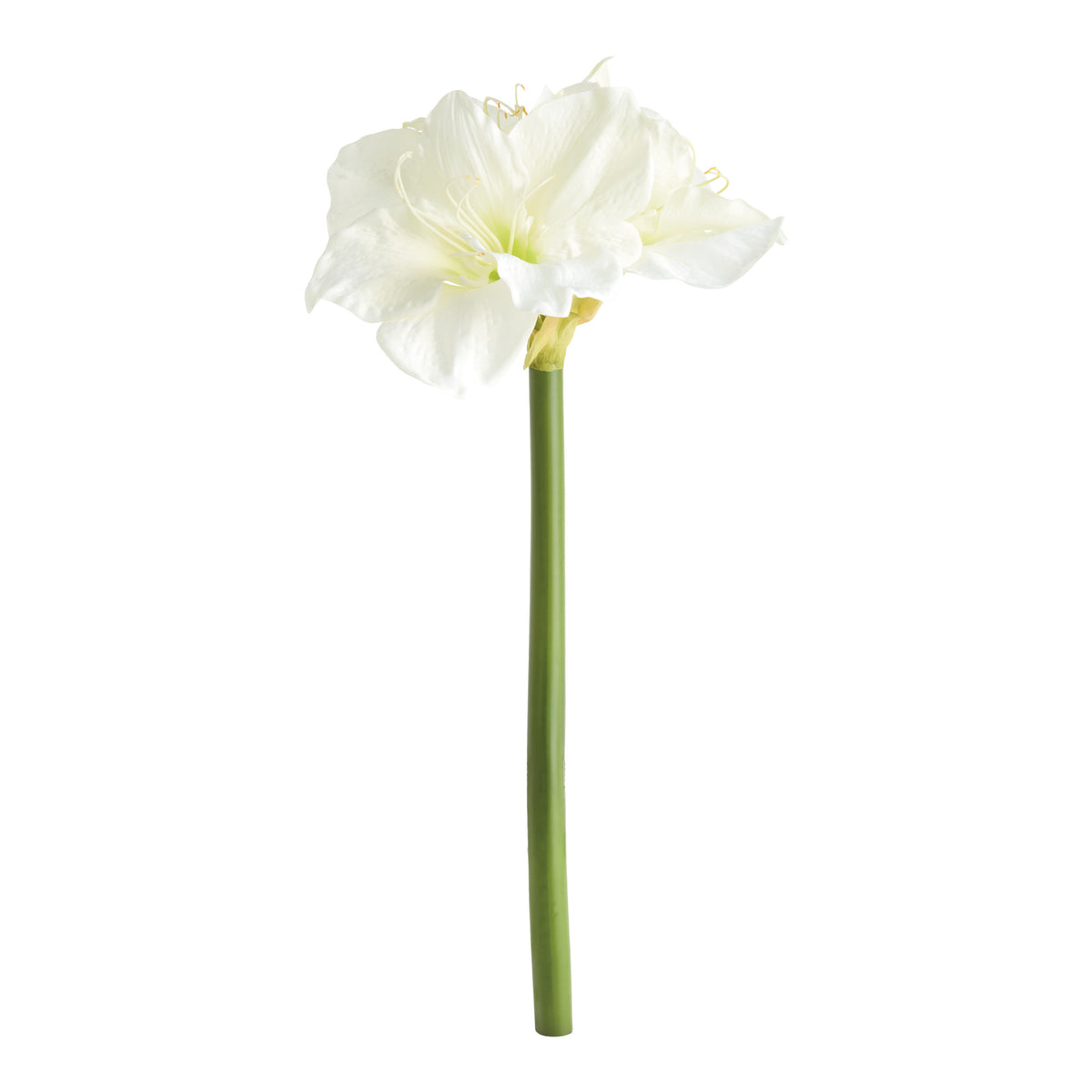 AMARYLLIS STEMS ST/2 - White
