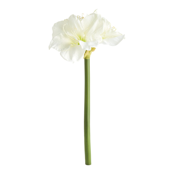 AMARYLLIS STEMS ST/2 - White