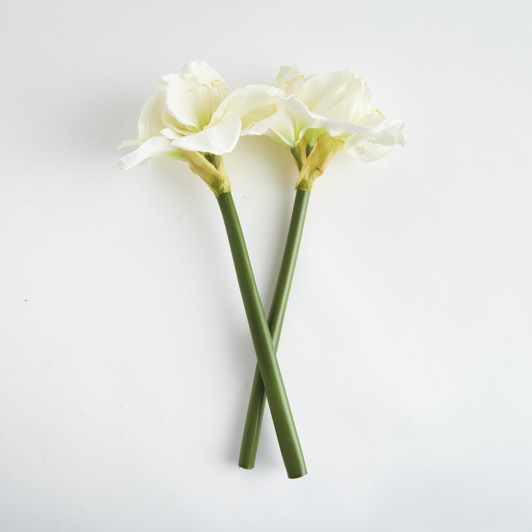 AMARYLLIS STEMS ST/2 - White