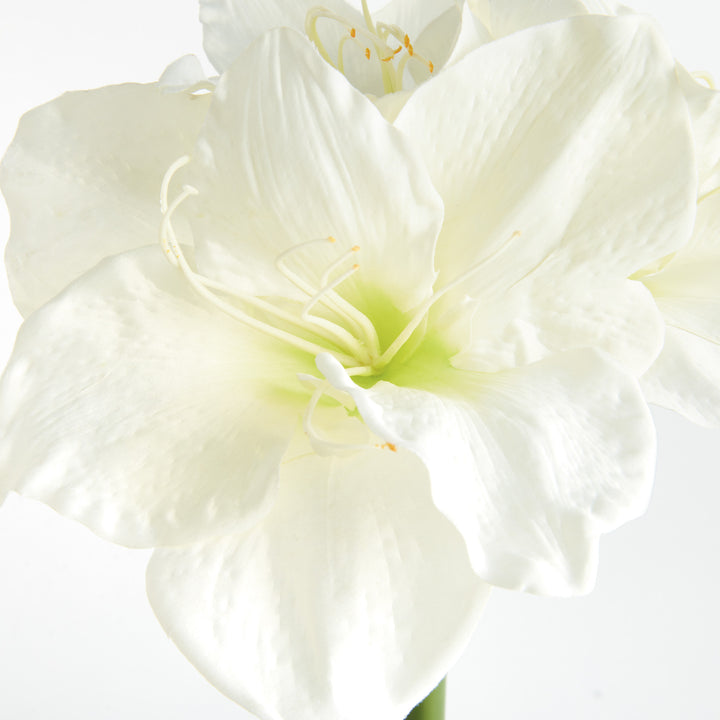 AMARYLLIS STEMS ST/2 - White