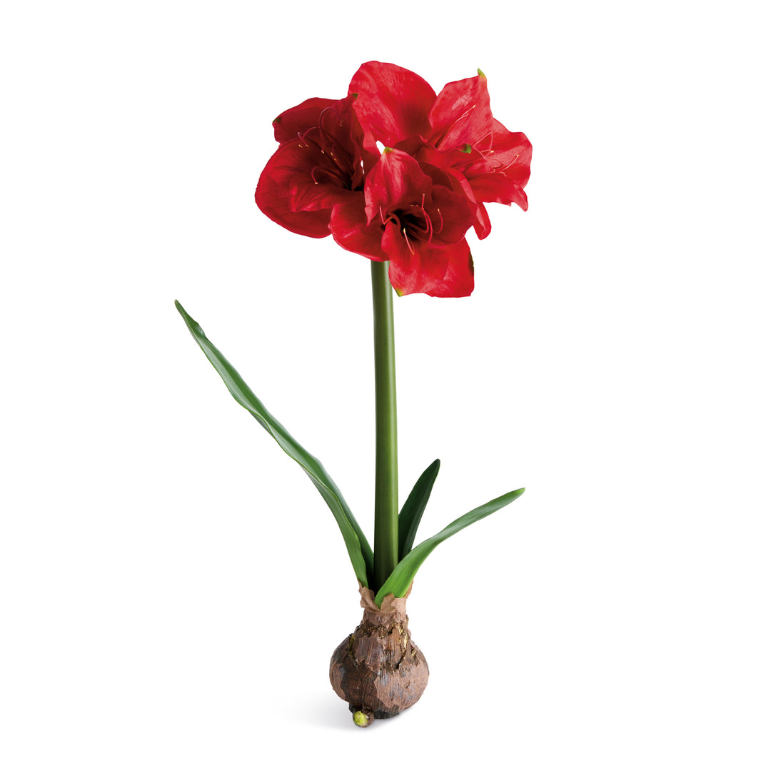 AMARYLLIS BULB ST/2 - Red