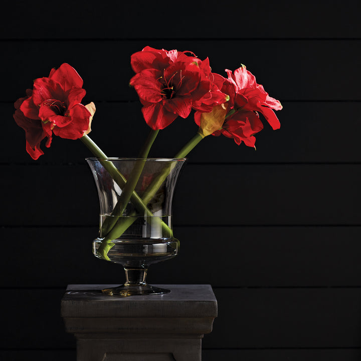 AMARYLLIS BULB ST/2 - Red