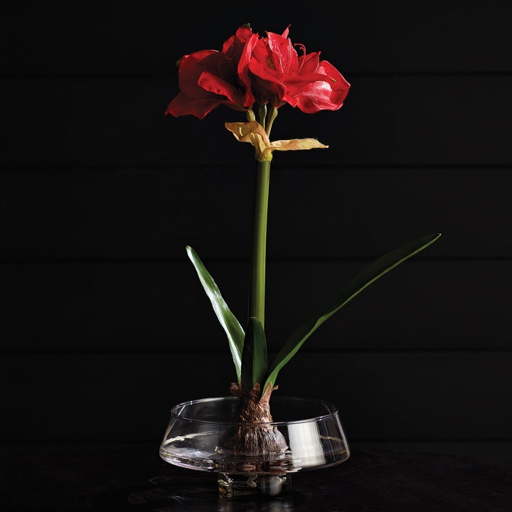 AMARYLLIS BULB ST/2 - Red