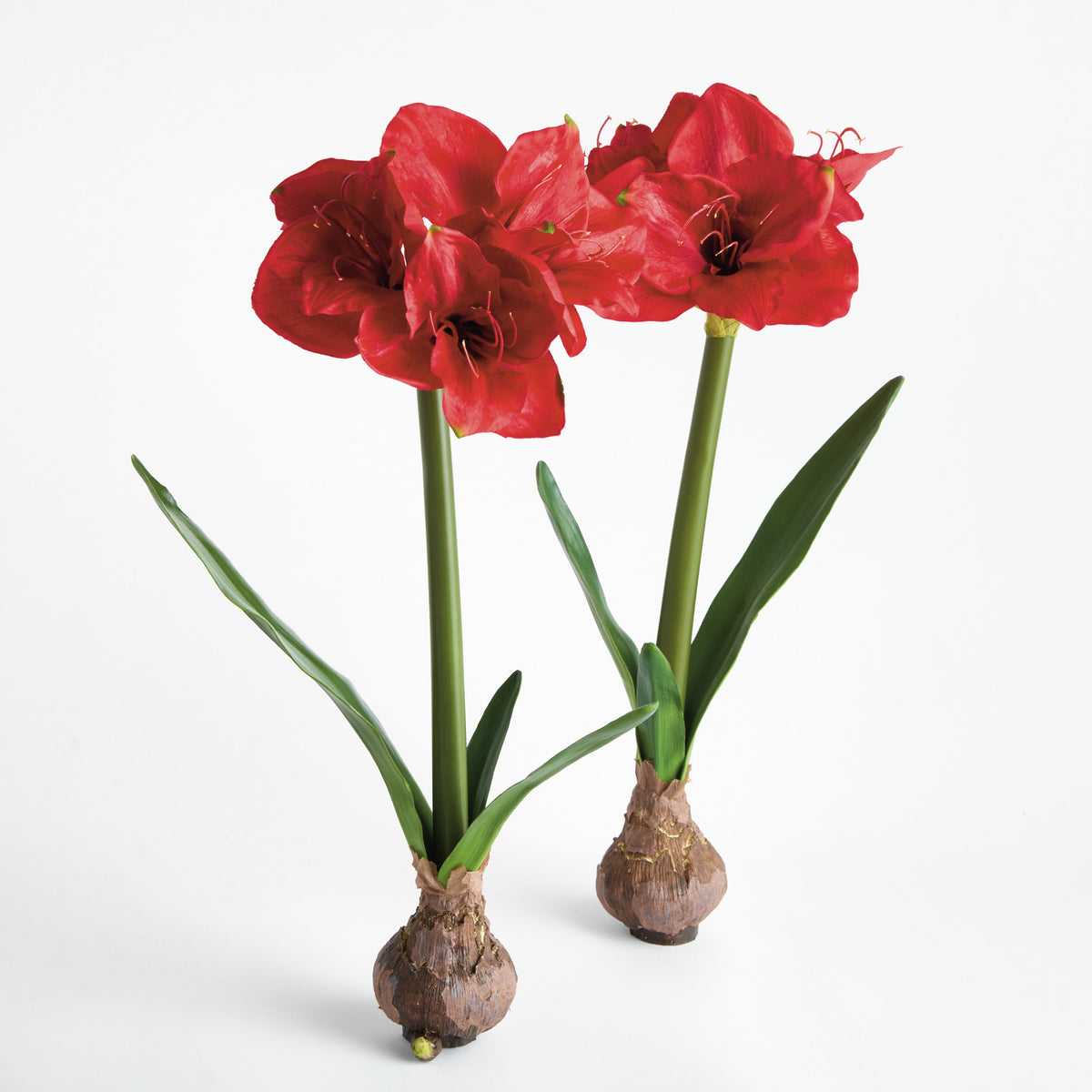AMARYLLIS BULB ST/2 - Red