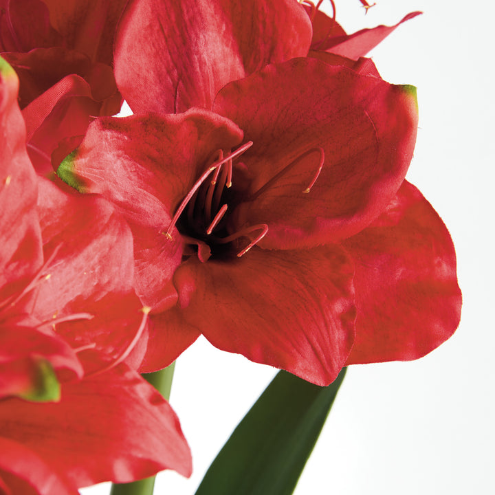 AMARYLLIS BULB ST/2 - Red