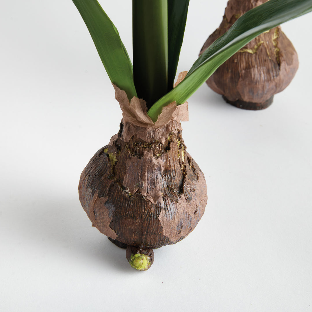 AMARYLLIS BULB ST/2 - Red
