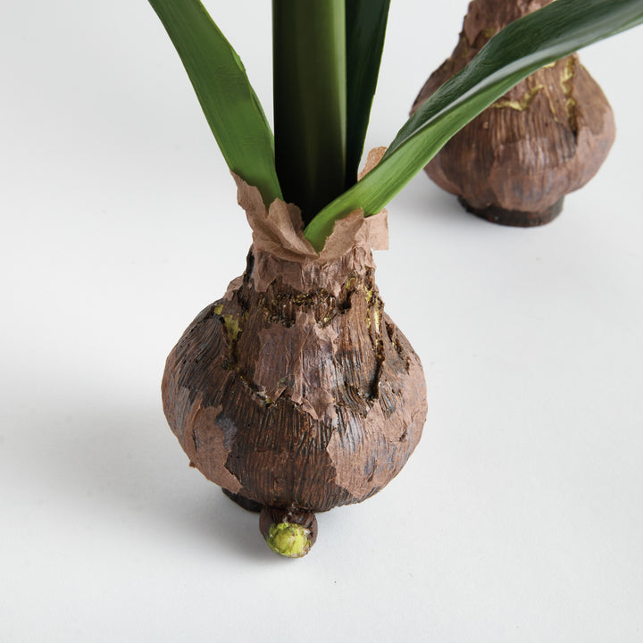 AMARYLLIS BULB ST/2 - Red