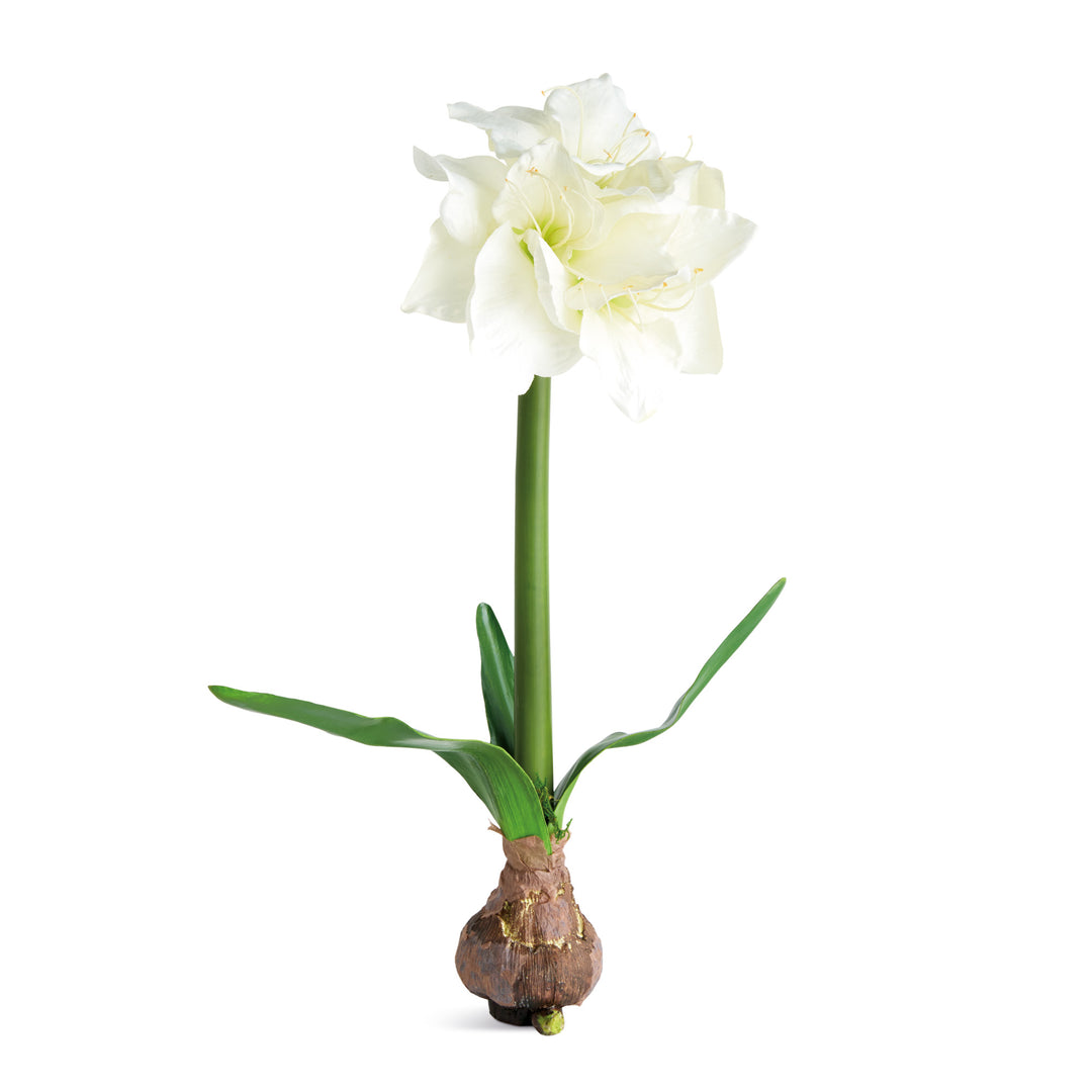 AMARYLLIS BULB ST/2 - White