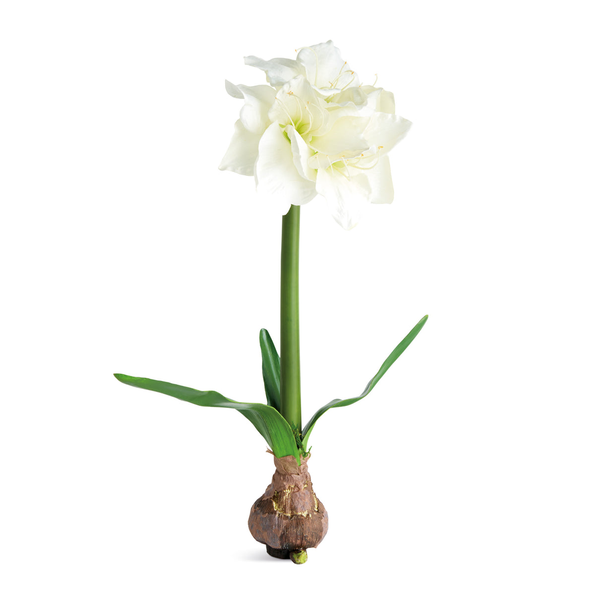 AMARYLLIS BULB ST/2 - White