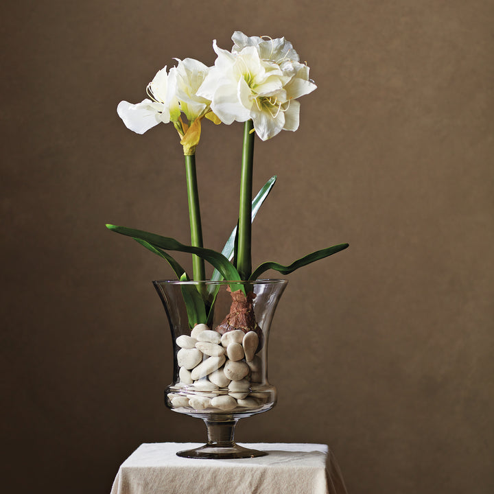 AMARYLLIS BULB ST/2 - White