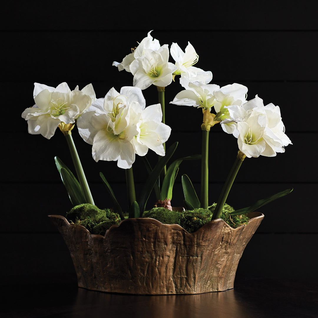 AMARYLLIS BULB ST/2 - White