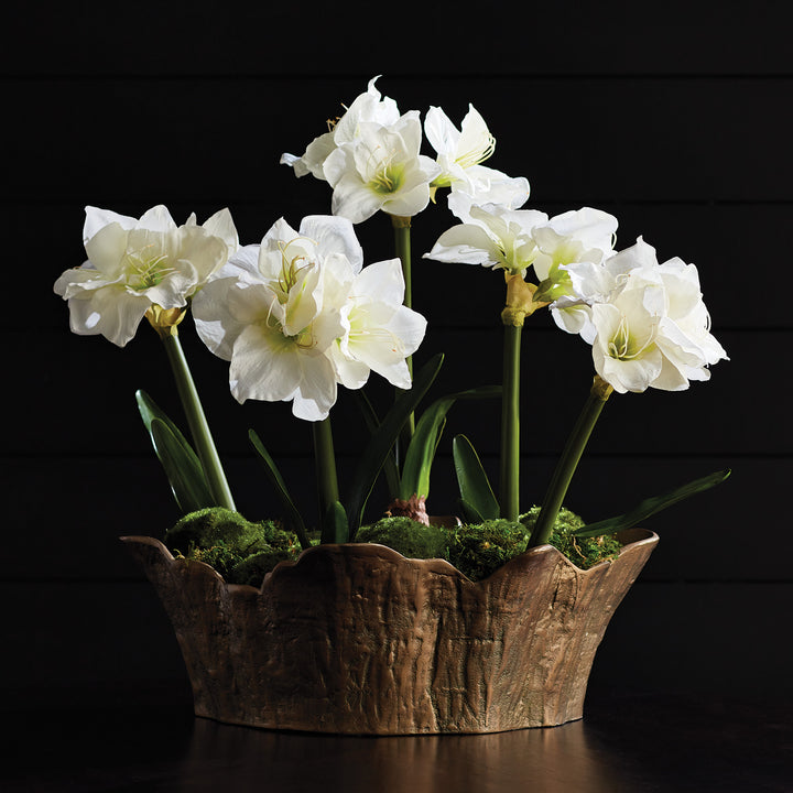 AMARYLLIS BULB ST/2 - White