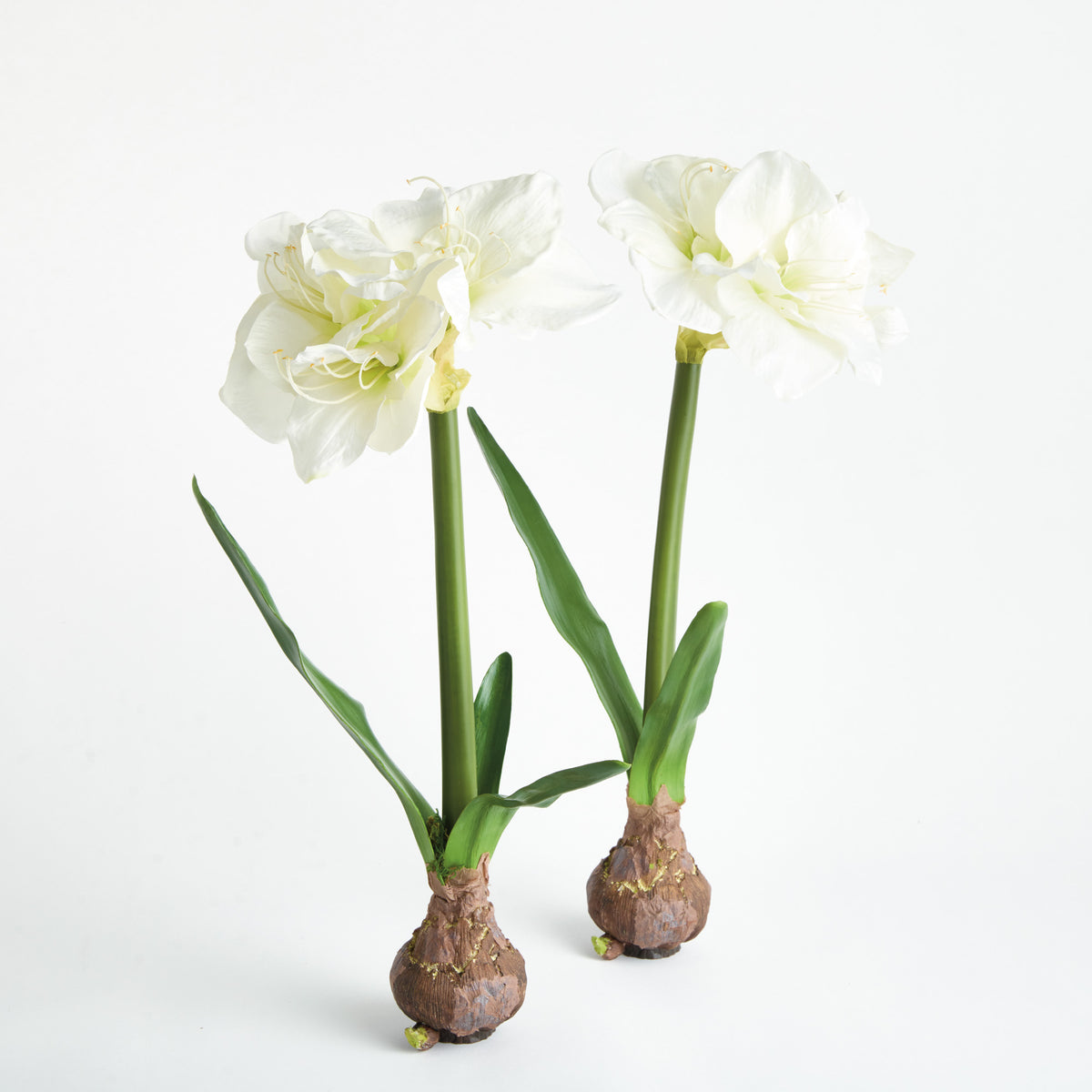 AMARYLLIS BULB ST/2 - White