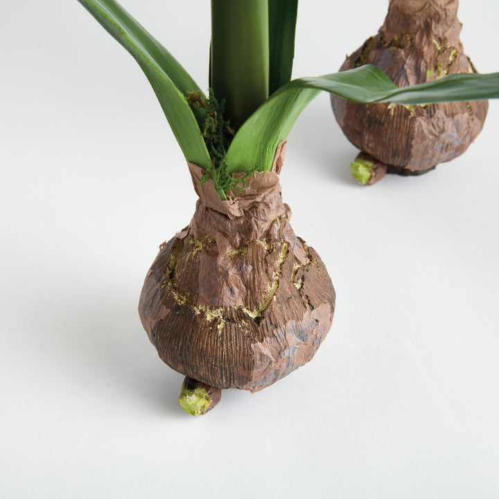 AMARYLLIS BULB ST/2 - White