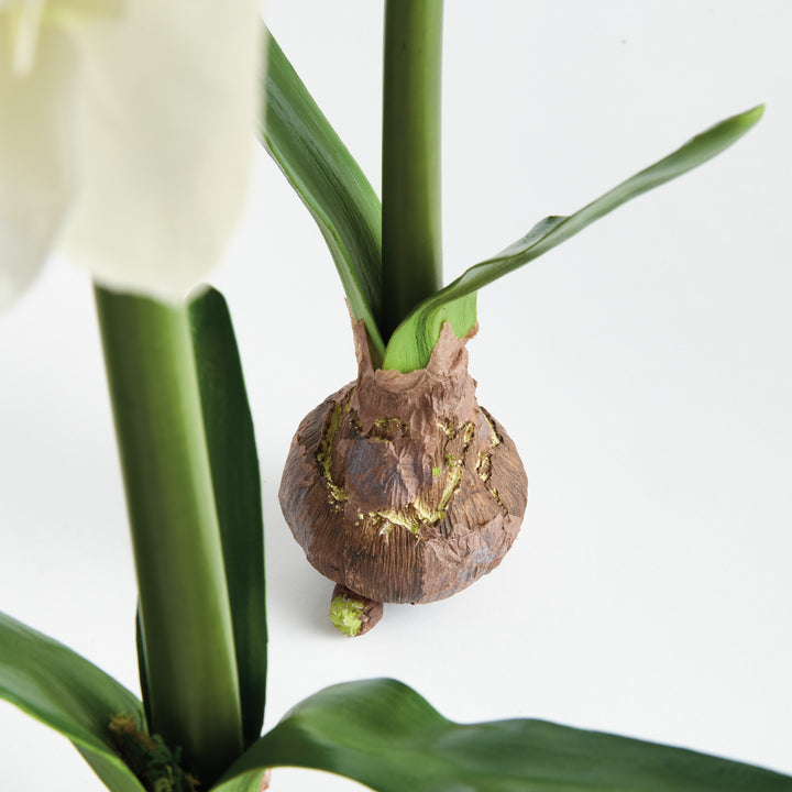 AMARYLLIS BULB ST/2 - White