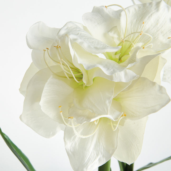 AMARYLLIS BULB ST/2 - White
