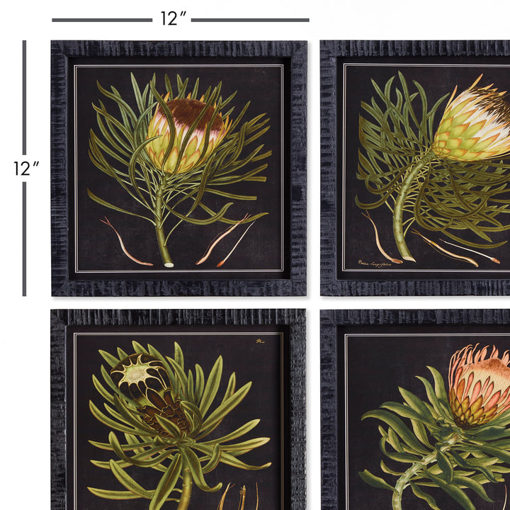 Protea Petite Prints, Set Of 4