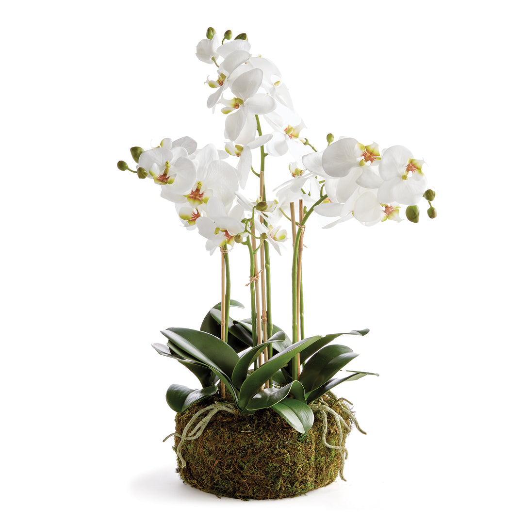 Phalaenopsis Orchid Bowl Drop-In 18.5"