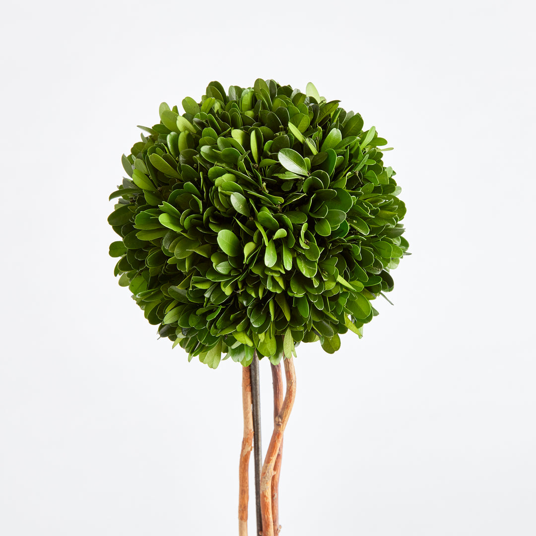 Boxwood Single Sphere Topiary Drop-In 24"