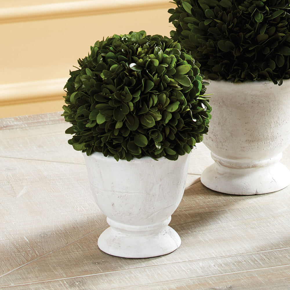 Boxwood Ball Topiary In Pot Small